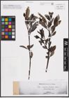Foto von Salix glabra Scop. x Salix hastata L. x Salix nigricans Sm.